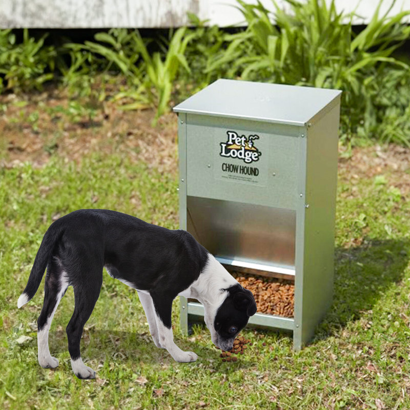 Little giant dog feeder best sale